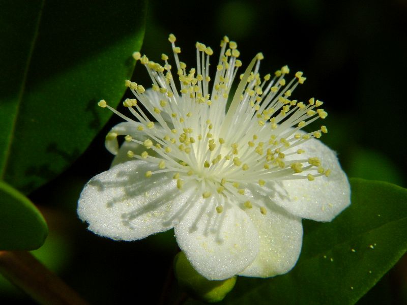 Myrtus communis - Mirto